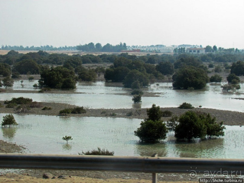 Заповедник по-эмиратски. Миллион мангровых деревьев для даби
