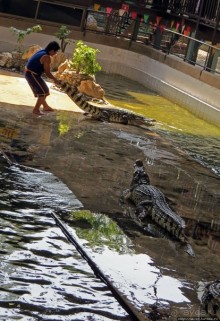 Шоу крокодилов в зоопарке Сампрана