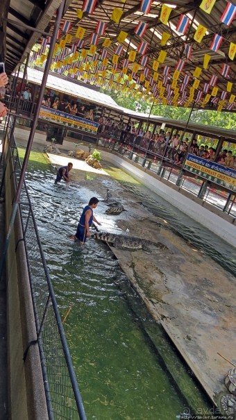 Шоу крокодилов в зоопарке Сампрана