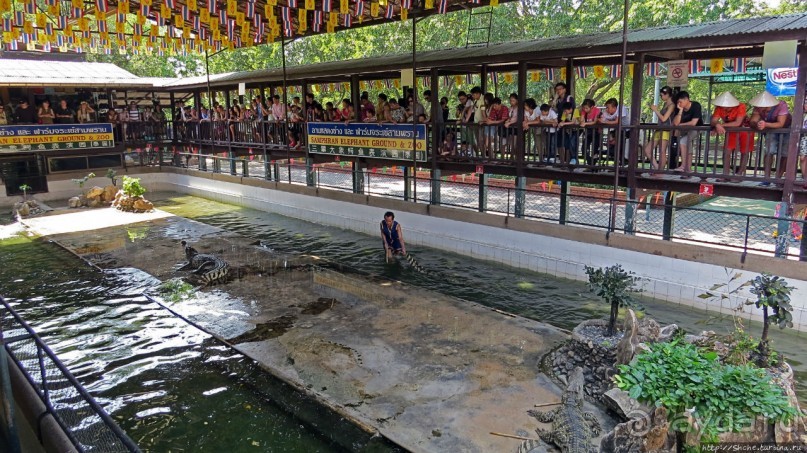 Шоу крокодилов в зоопарке Сампрана
