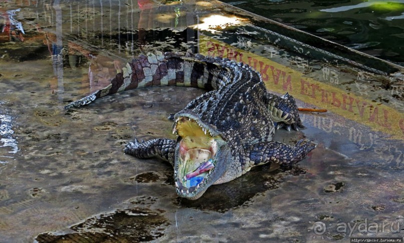 Шоу крокодилов в зоопарке Сампрана