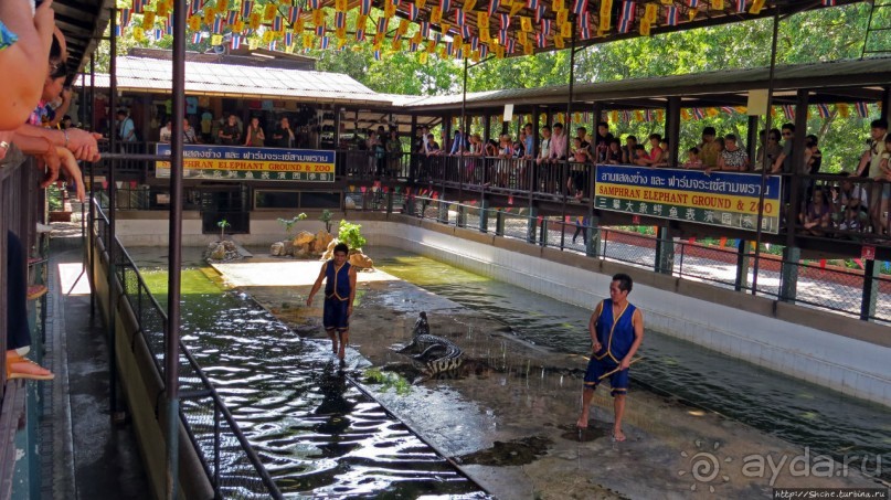 Шоу крокодилов в зоопарке Сампрана