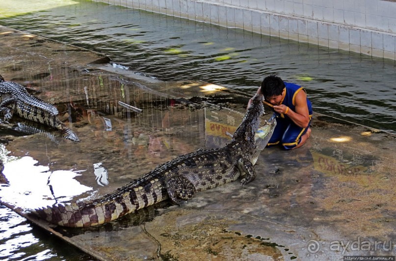 Шоу крокодилов в зоопарке Сампрана