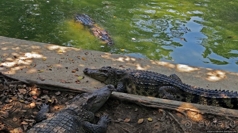 Шоу крокодилов в зоопарке Сампрана