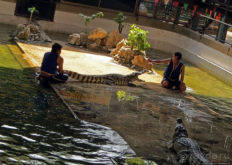 Шоу крокодилов в зоопарке Сампрана