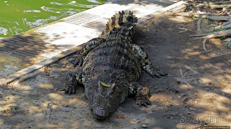 Шоу крокодилов в зоопарке Сампрана