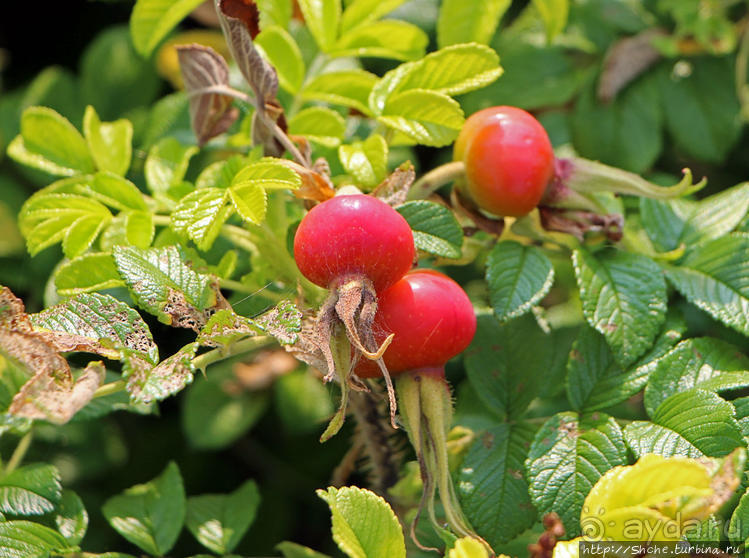 "Водяная занавеска". Водопады Ридо в Оттаве