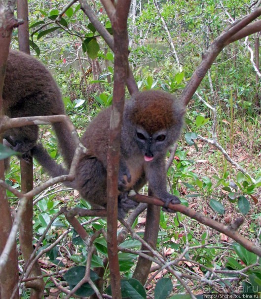 "Остров лемуров" в частном парке в "Vakona forest lodge"