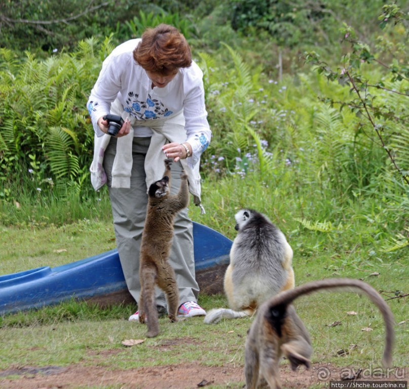 "Остров лемуров" в частном парке в "Vakona forest lodge"