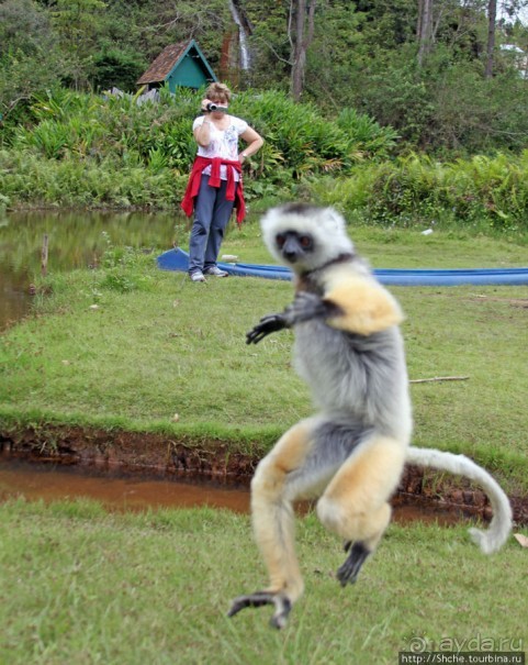 "Остров лемуров" в частном парке в "Vakona forest lodge"