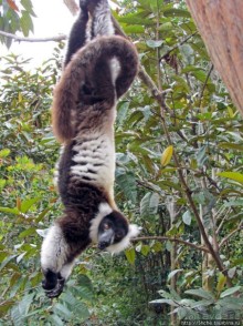 "Остров лемуров" в частном парке в "Vakona forest lodge"