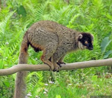 "Остров лемуров" в частном парке в "Vakona forest lodge"