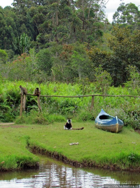 "Остров лемуров" в частном парке в "Vakona forest lodge"
