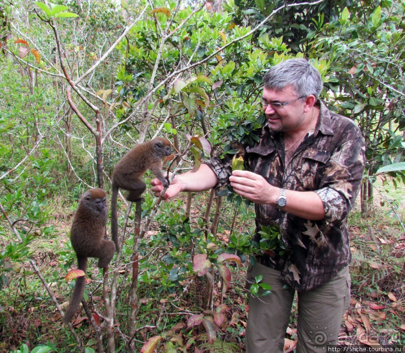 "Остров лемуров" в частном парке в "Vakona forest lodge"