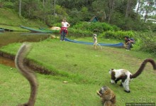 "Остров лемуров" в частном парке в "Vakona forest lodge"