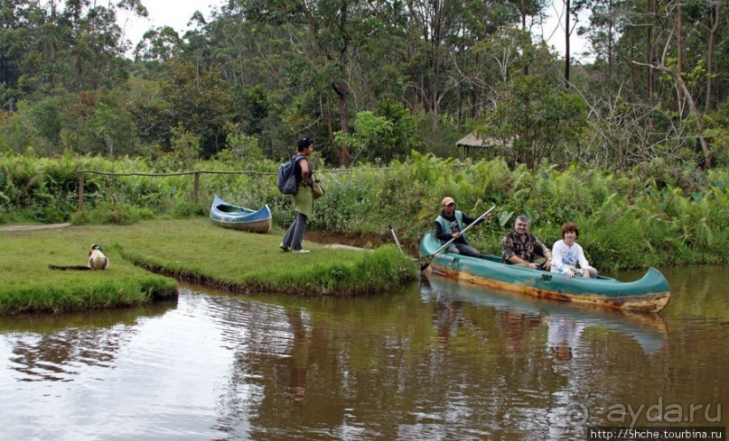 "Остров лемуров" в частном парке в "Vakona forest lodge"