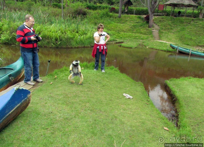 "Остров лемуров" в частном парке в "Vakona forest lodge"