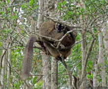 "Остров лемуров" в частном парке в "Vakona forest lodge"