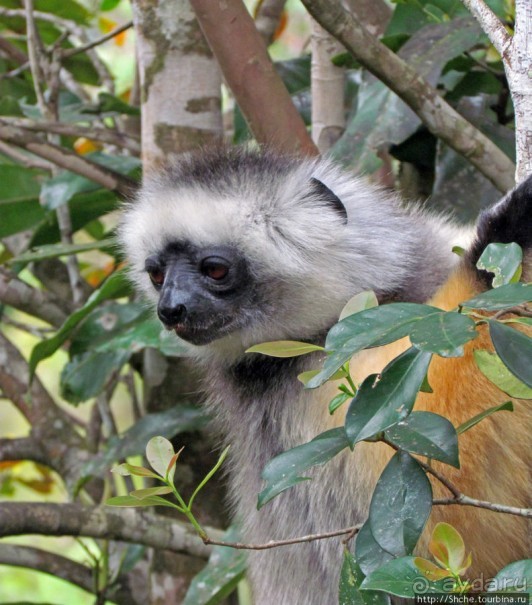 "Остров лемуров" в частном парке в "Vakona forest lodge"