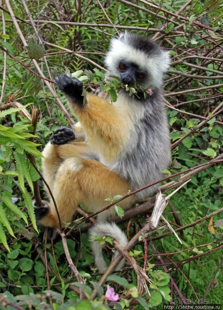 "Остров лемуров" в частном парке в "Vakona forest lodge"