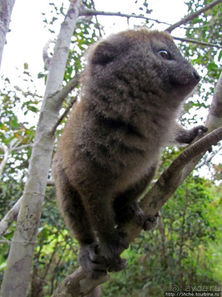 "Остров лемуров" в частном парке в "Vakona forest lodge"