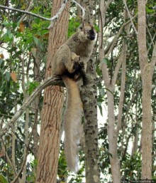 "Остров лемуров" в частном парке в "Vakona forest lodge"