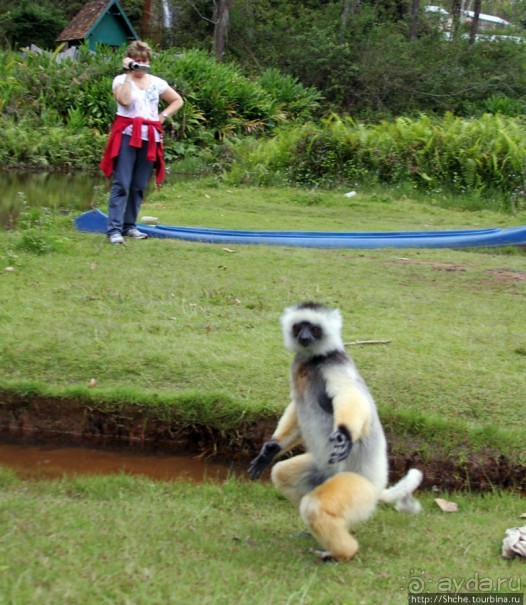 "Остров лемуров" в частном парке в "Vakona forest lodge"