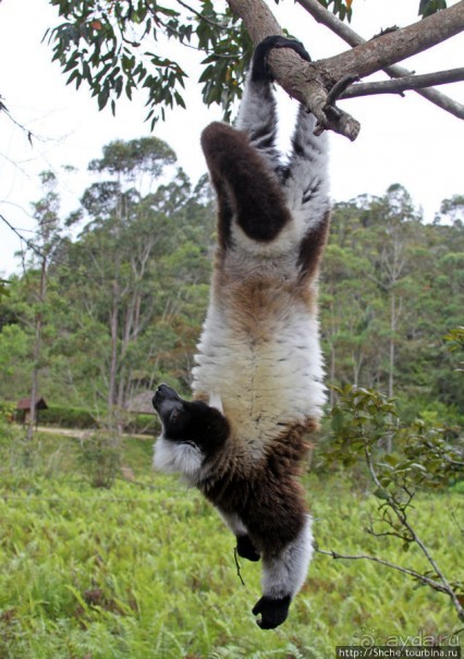 "Остров лемуров" в частном парке в "Vakona forest lodge"