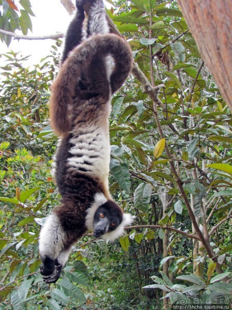 "Остров лемуров" в частном парке в "Vakona forest lodge"