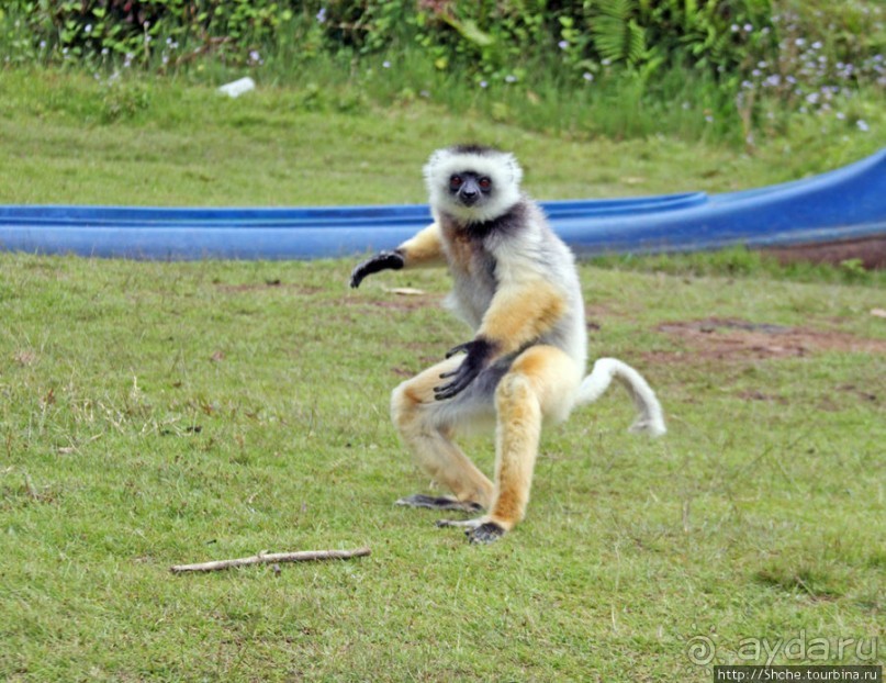"Остров лемуров" в частном парке в "Vakona forest lodge"