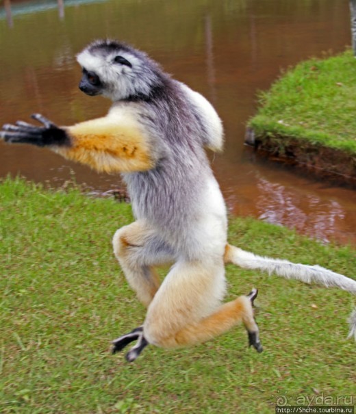 "Остров лемуров" в частном парке в "Vakona forest lodge"