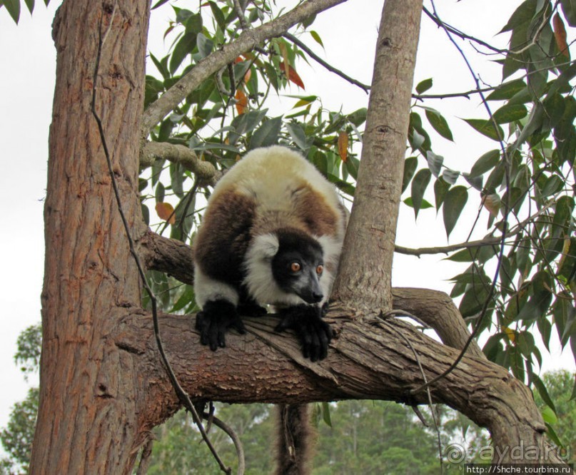 "Остров лемуров" в частном парке в "Vakona forest lodge"