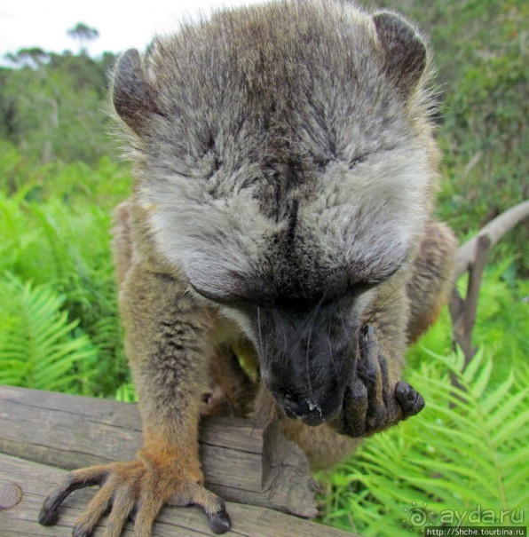 "Остров лемуров" в частном парке в "Vakona forest lodge"