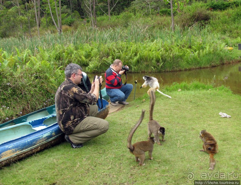 "Остров лемуров" в частном парке в "Vakona forest lodge"