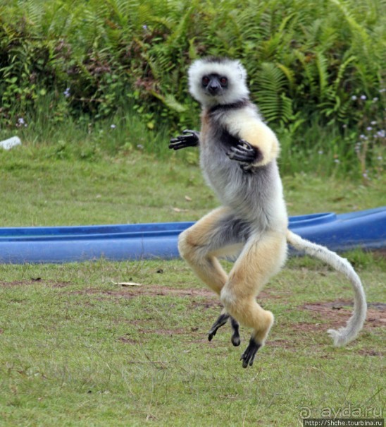 "Остров лемуров" в частном парке в "Vakona forest lodge"