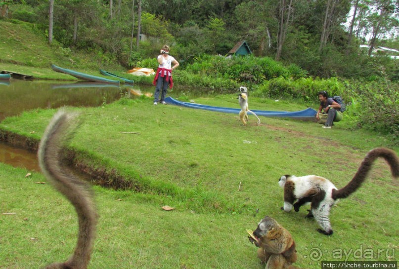 "Остров лемуров" в частном парке в "Vakona forest lodge"