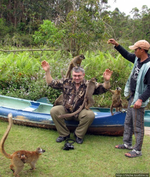 "Остров лемуров" в частном парке в "Vakona forest lodge"