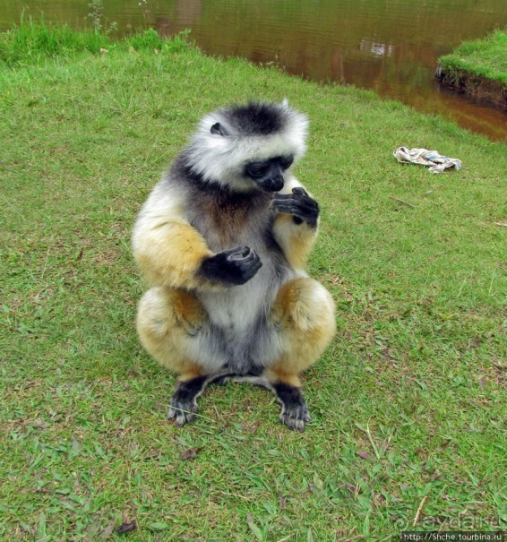"Остров лемуров" в частном парке в "Vakona forest lodge"