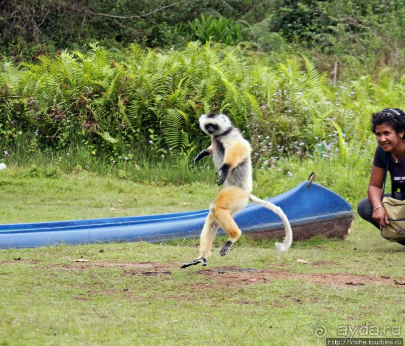 "Остров лемуров" в частном парке в "Vakona forest lodge"