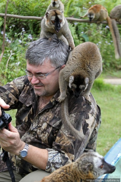 "Остров лемуров" в частном парке в "Vakona forest lodge"