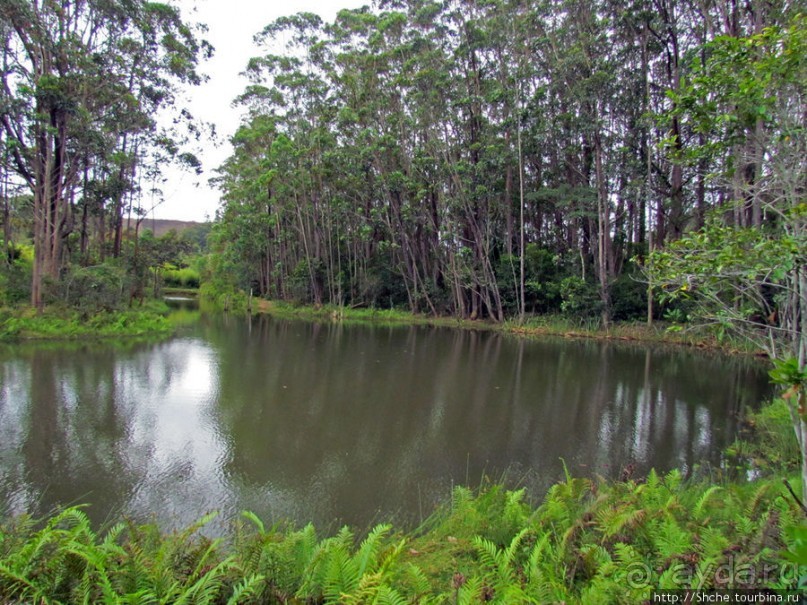"Остров лемуров" в частном парке в "Vakona forest lodge"