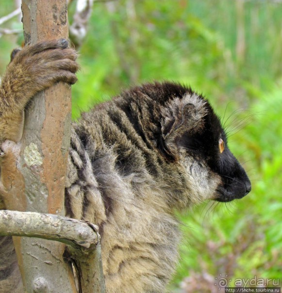 "Остров лемуров" в частном парке в "Vakona forest lodge"