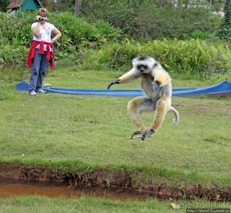 "Остров лемуров" в частном парке в "Vakona forest lodge"