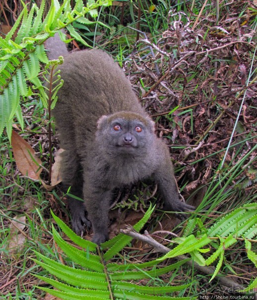 "Остров лемуров" в частном парке в "Vakona forest lodge"