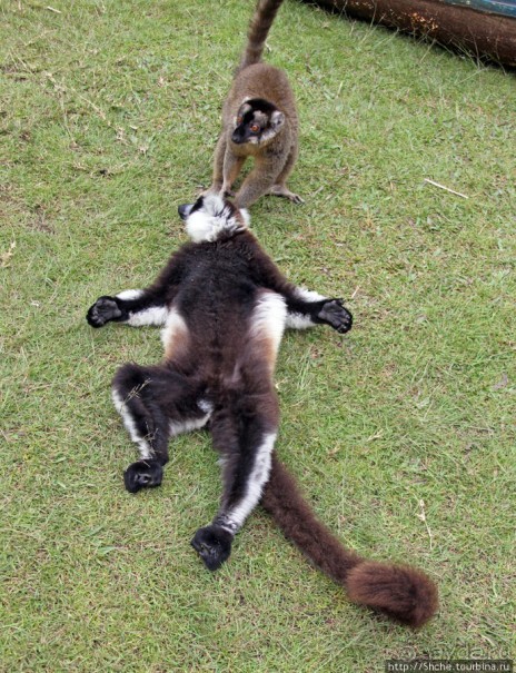 "Остров лемуров" в частном парке в "Vakona forest lodge"