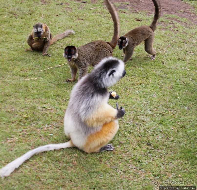 "Остров лемуров" в частном парке в "Vakona forest lodge"