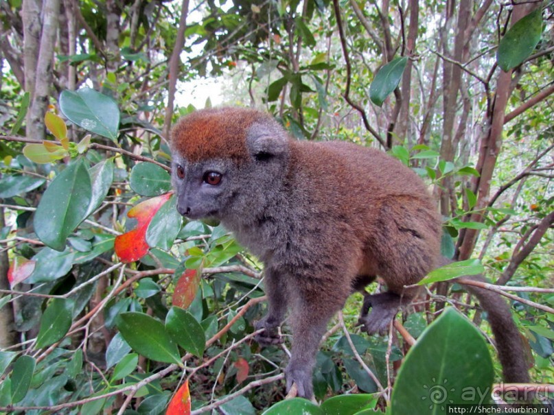 "Остров лемуров" в частном парке в "Vakona forest lodge"