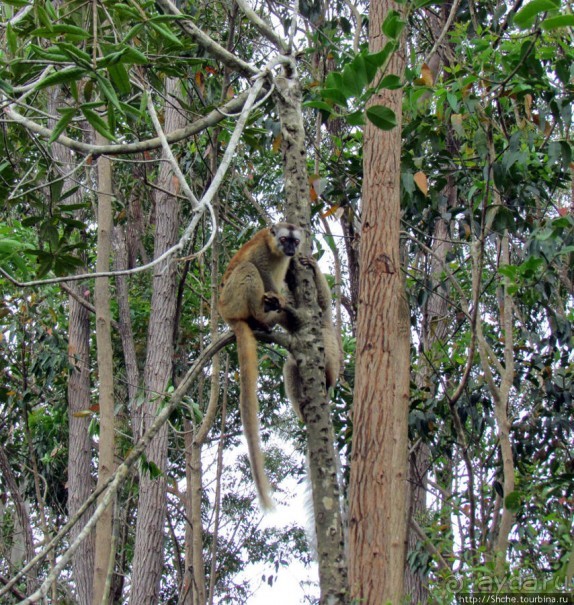 "Остров лемуров" в частном парке в "Vakona forest lodge"