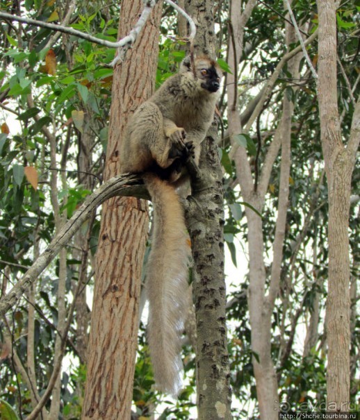 "Остров лемуров" в частном парке в "Vakona forest lodge"