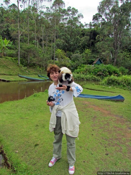 "Остров лемуров" в частном парке в "Vakona forest lodge"